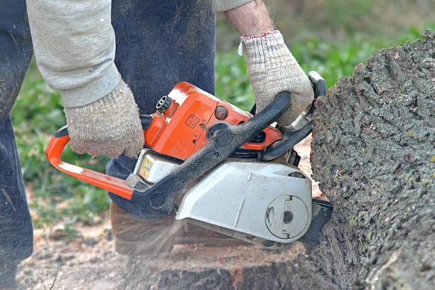 Best Root Management and Removal  in Harmony, RI