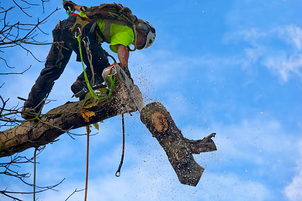 Best Stump Grinding and Removal  in Harmony, RI